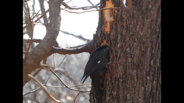 エボシクマゲラ - ML649298144