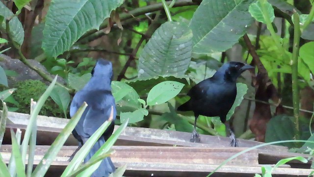 ヤブクロムクドリモドキ - ML649298145