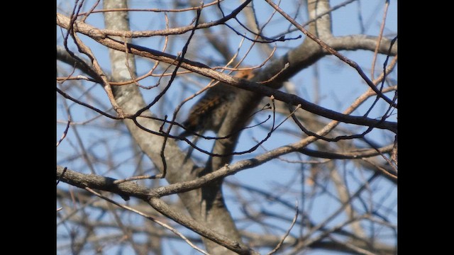 ハシボソキツツキ - ML649298154