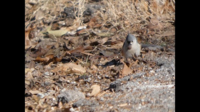 エボシガラ - ML649298185