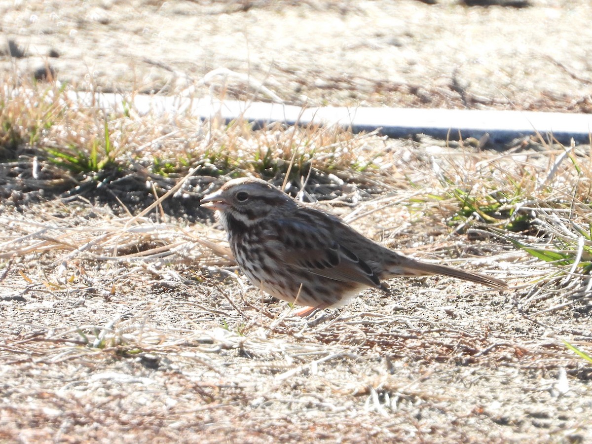 Певчая овсянка - ML649298202