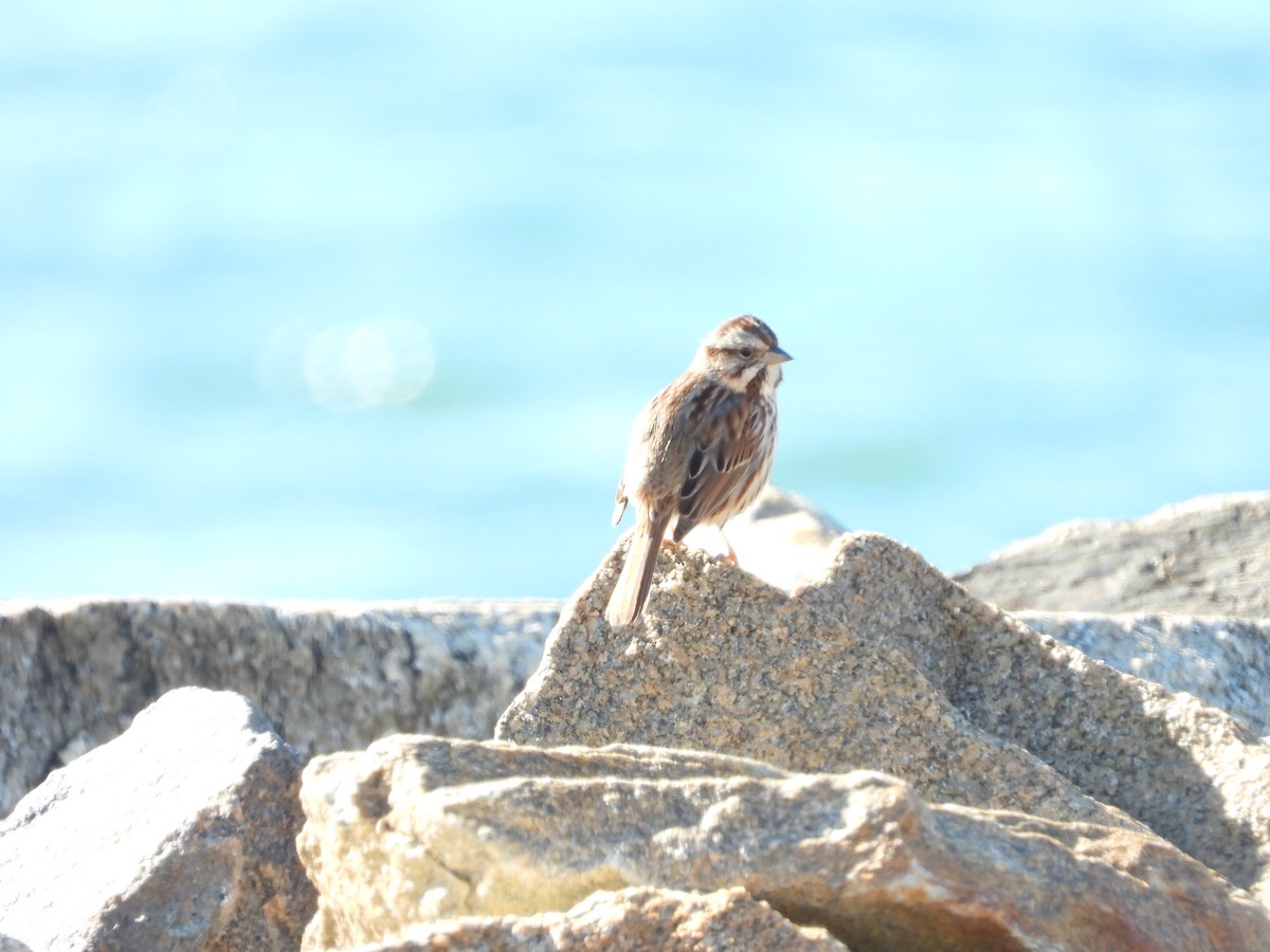 Певчая овсянка - ML649298232