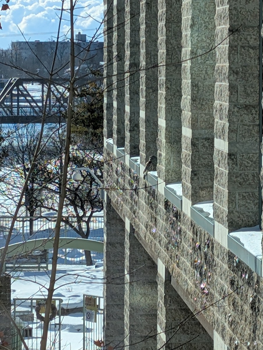 Streifenkauz - ML649298241