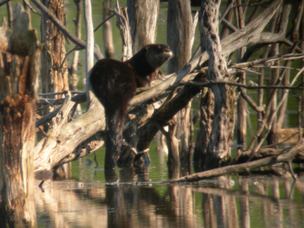 North American River Otter - ML649298260