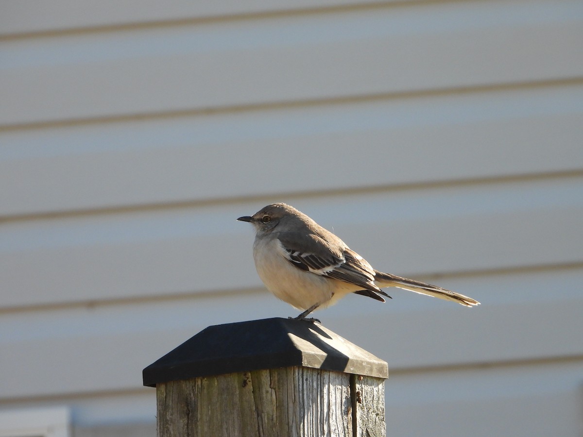 Многоголосый пересмешник - ML649298288