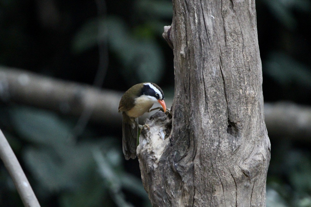 Силамбан буроголовий - ML649298440