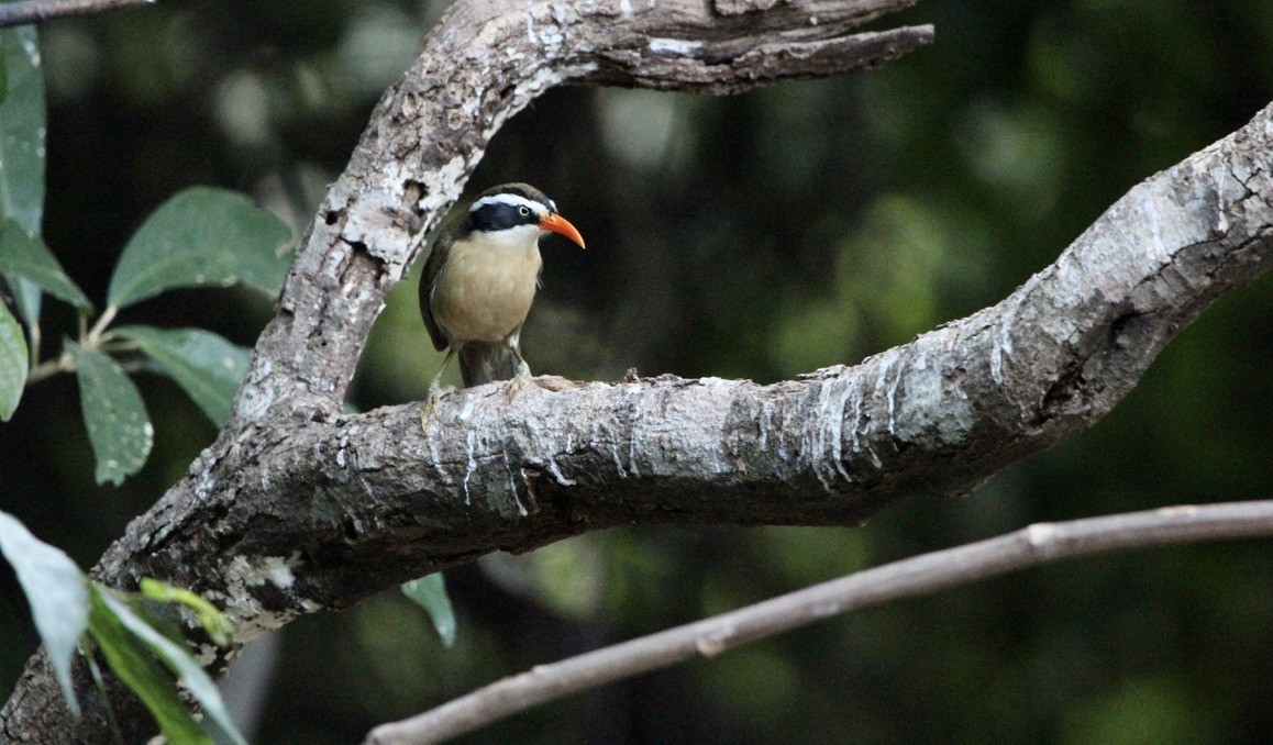 Силамбан буроголовий - ML649298500