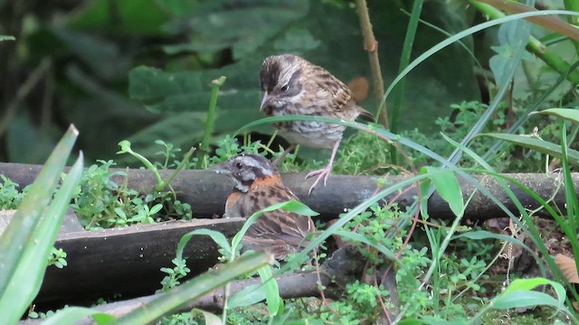 アカエリシトド - ML649298540