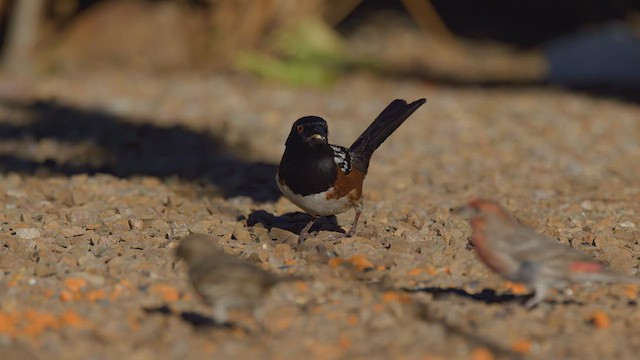 ホシワキアカトウヒチョウ - ML649298667