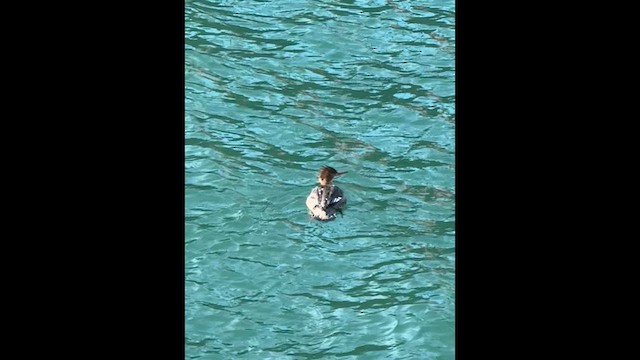 ウミアイサ - ML649298670