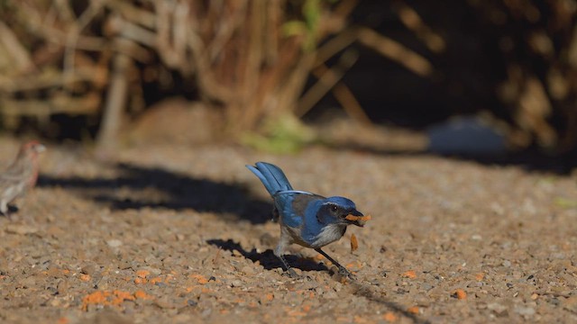 カリフォルニアカケス - ML649298675