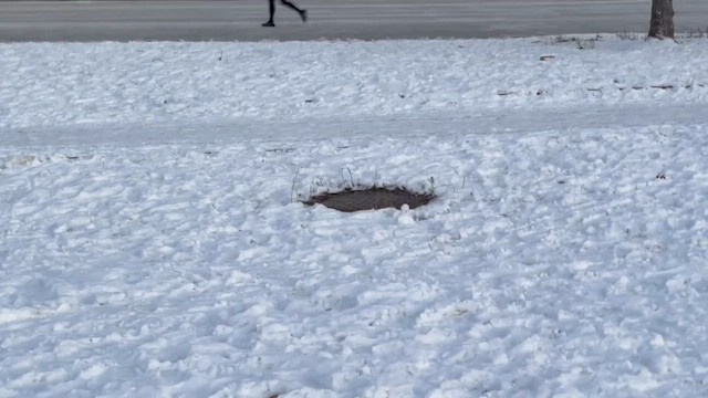 Horned Lark - ML649299013