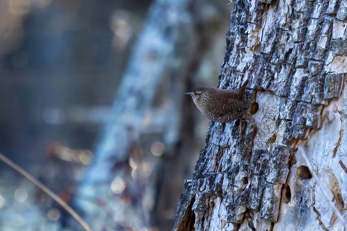 Winter Wren - ML649299143