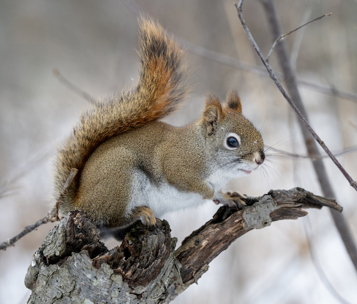 Scoiattolo rosso americano - ML649299175