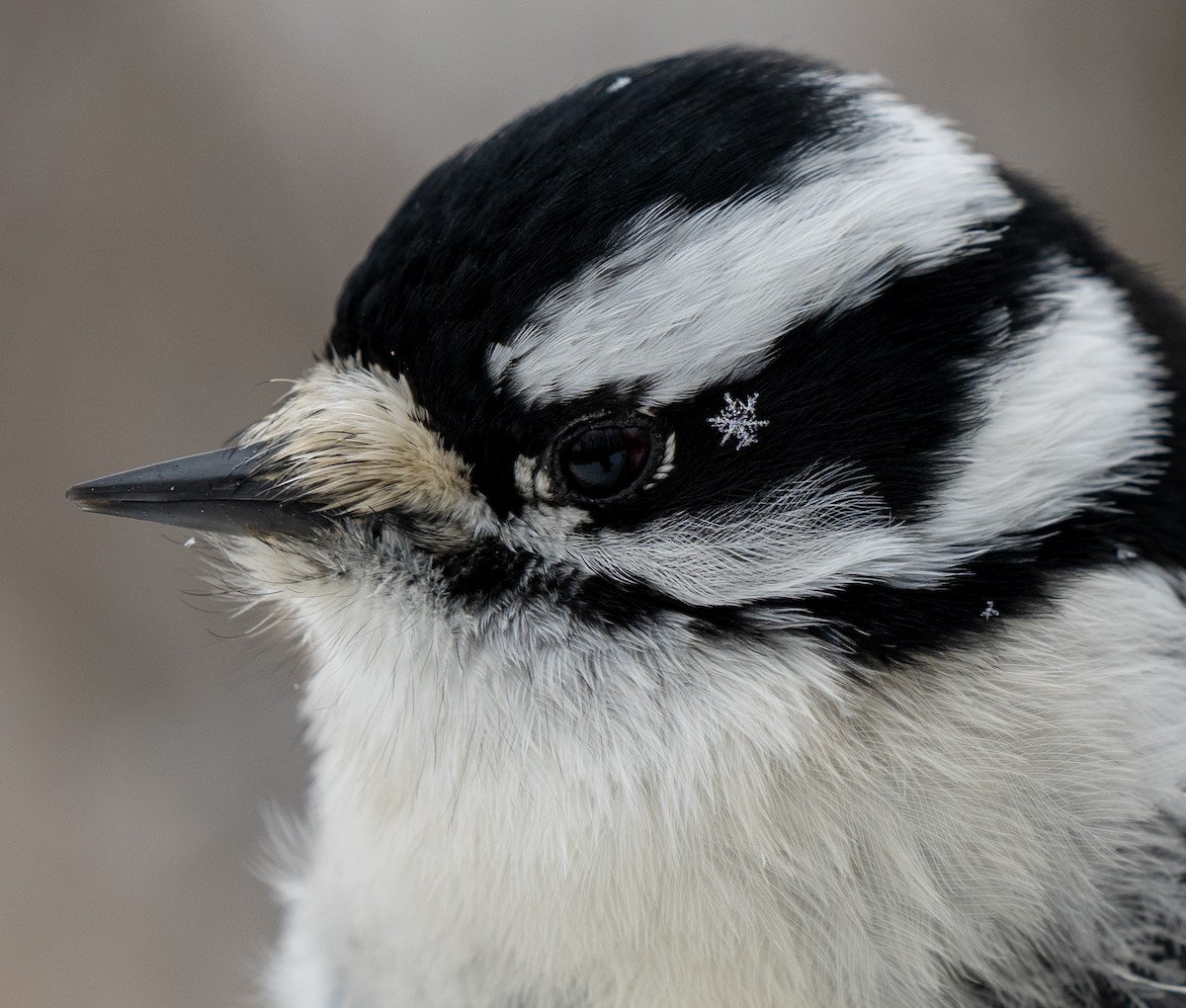 Downy Woodpecker - ML649299190