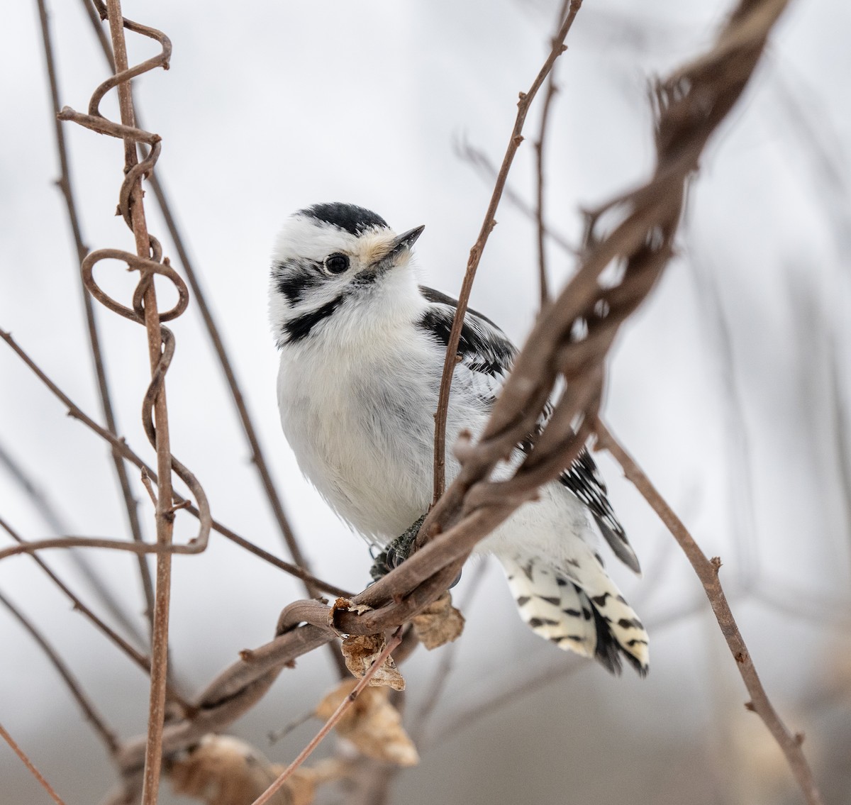 Downy Woodpecker - ML649299191