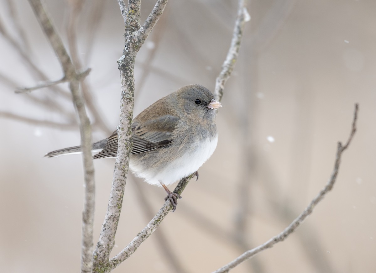 Dark-eyed Junco - ML649299219