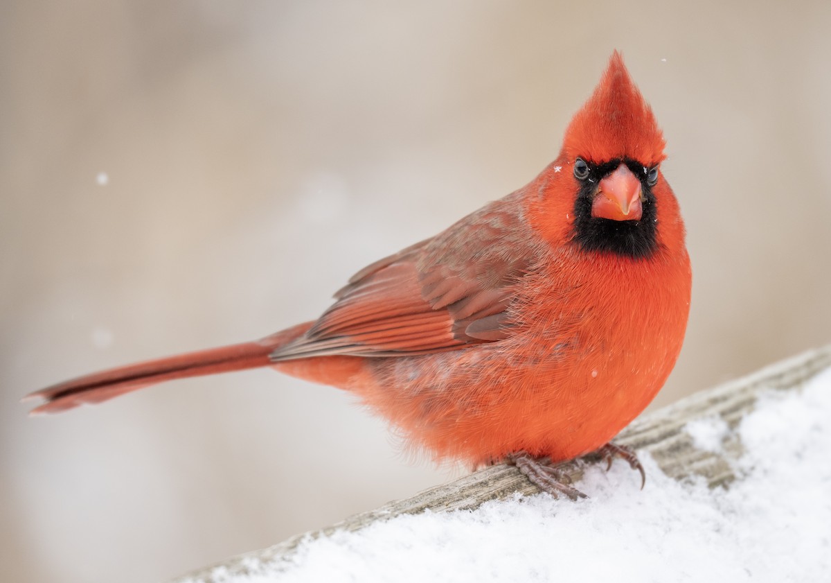 Northern Cardinal - ML649299222