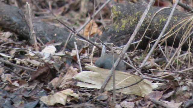 ユキヒメドリ（hyemalis／carolinensis） - ML649299257