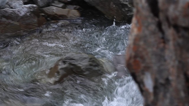 アオヤマガモ - ML649299302