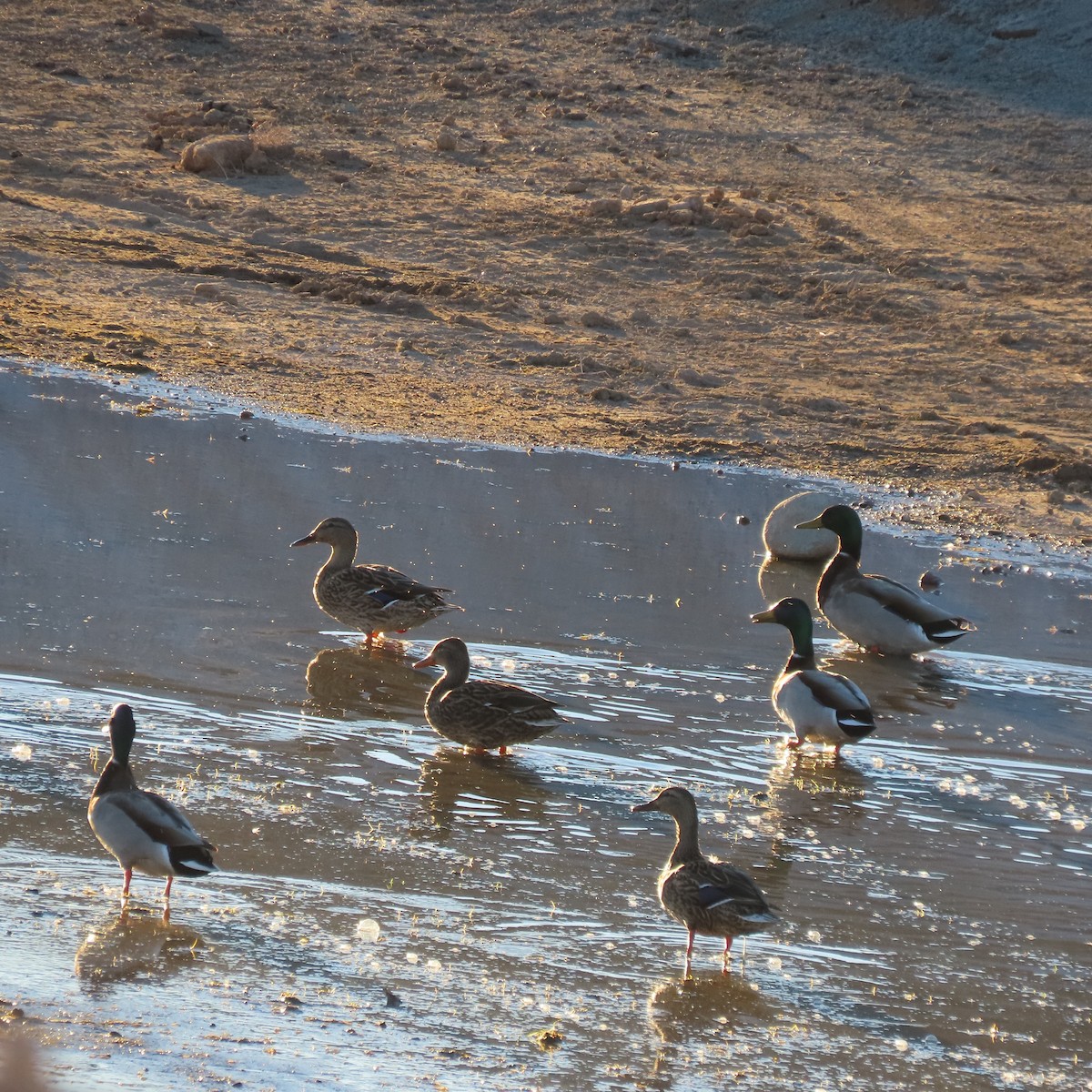 Mallard - ML649299366