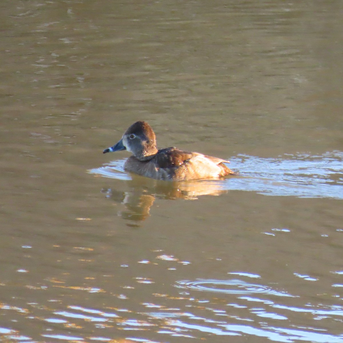 Ring-necked Duck - ML649299374