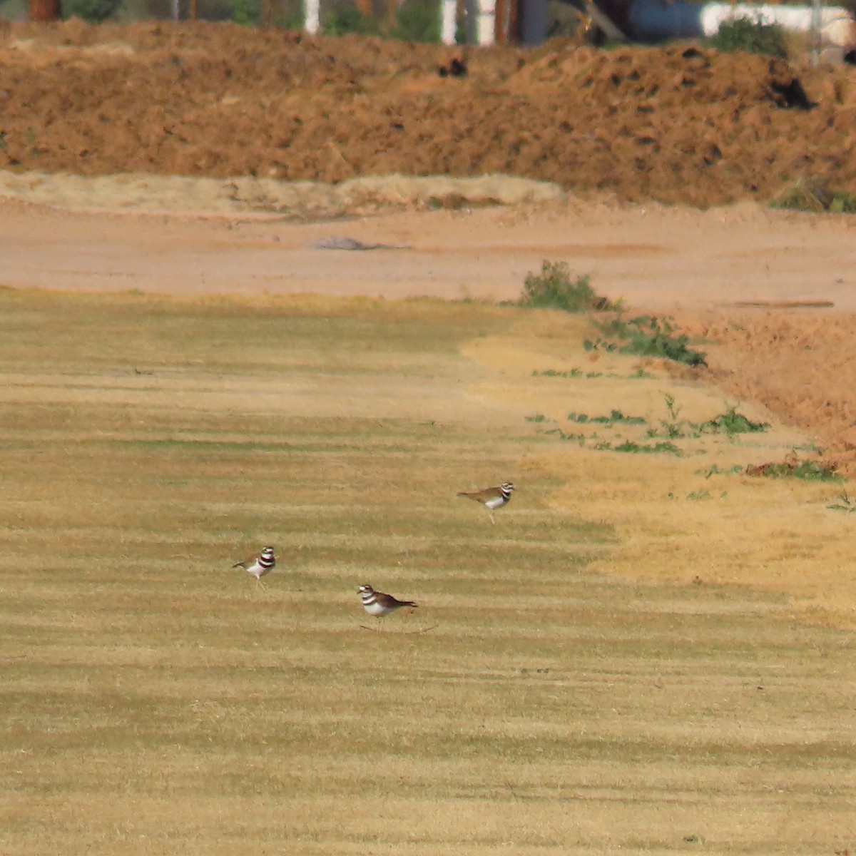 Killdeer - ML649299394