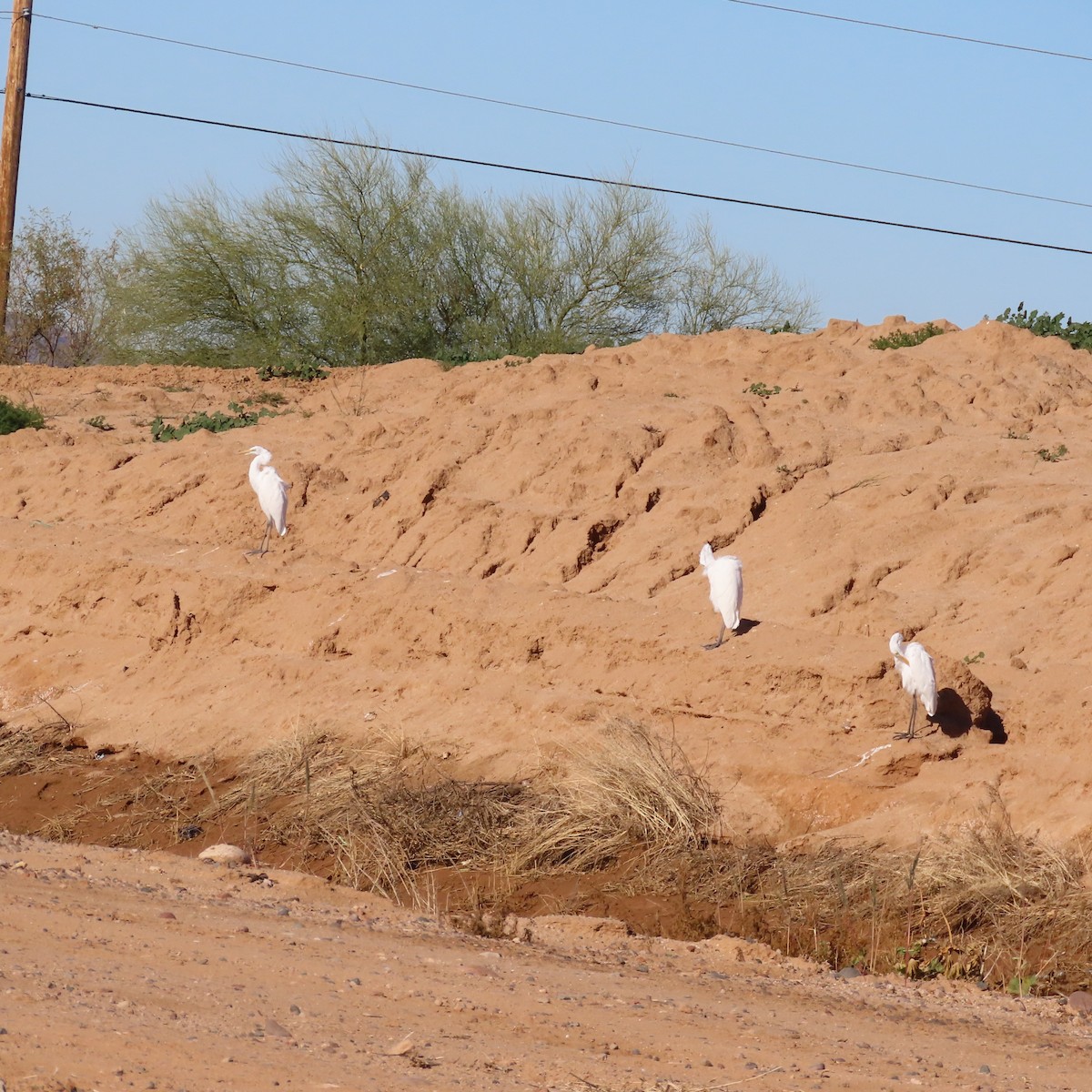 Great Egret - ML649299396