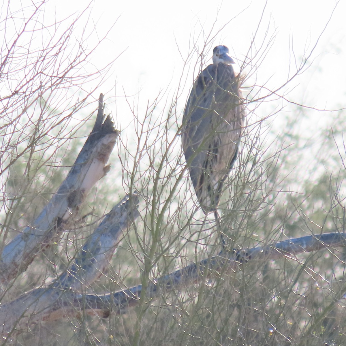 Great Blue Heron - ML649299405