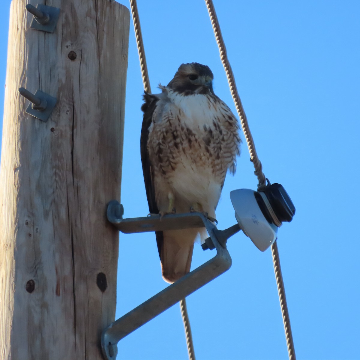 Red-tailed Hawk - ML649299412