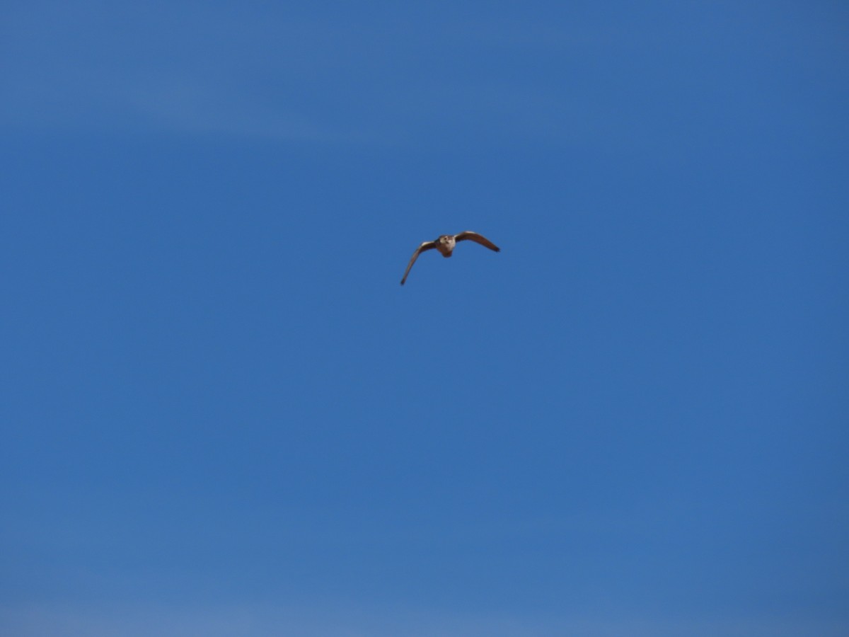 præriefalk - ML649299422