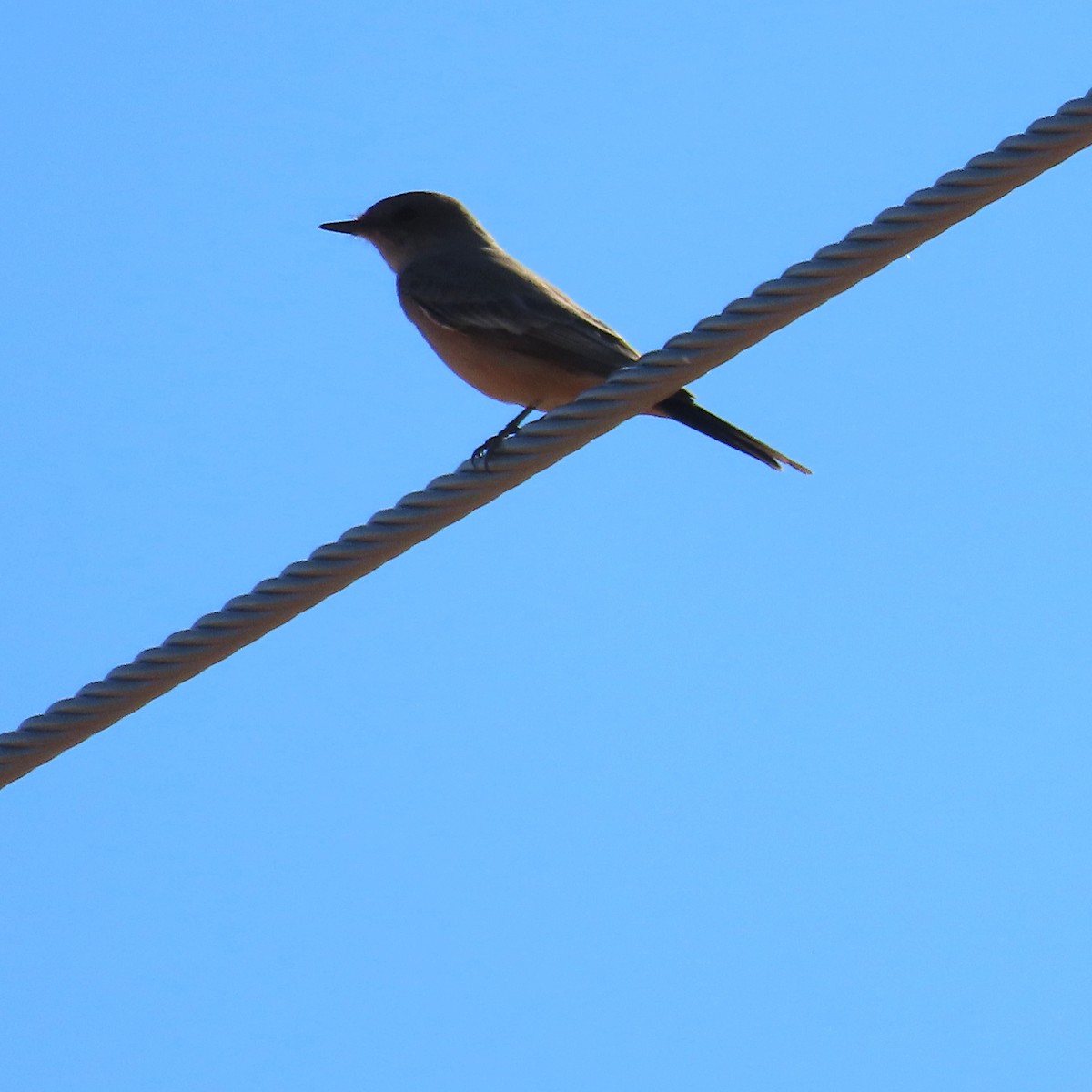 brunfibi - ML649299434