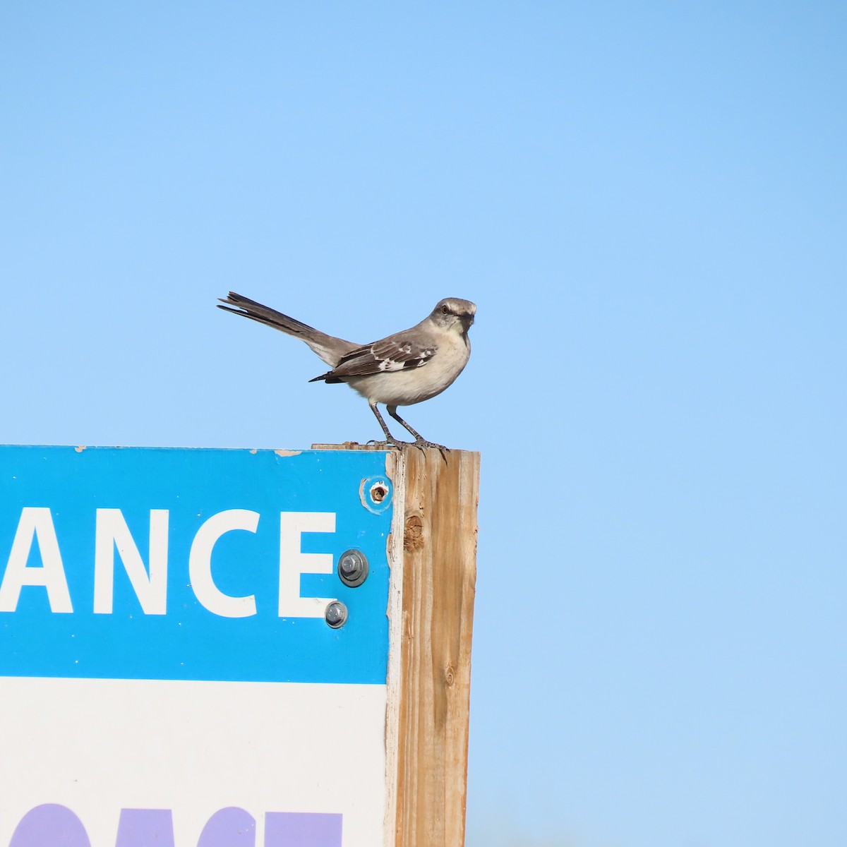 sangspottefugl - ML649299436