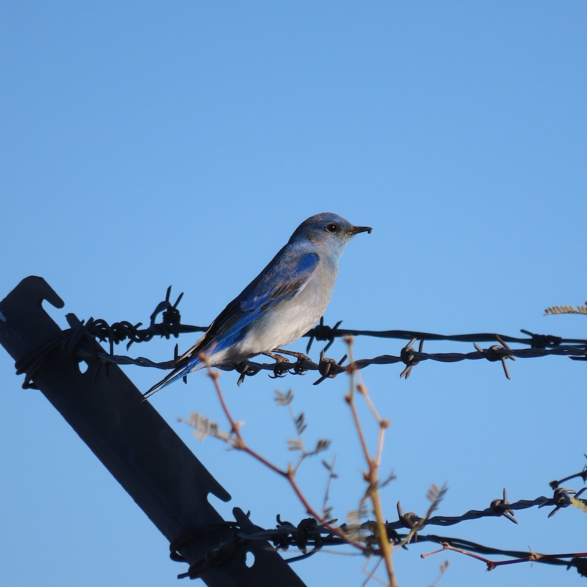 fjellblåfugl - ML649299443