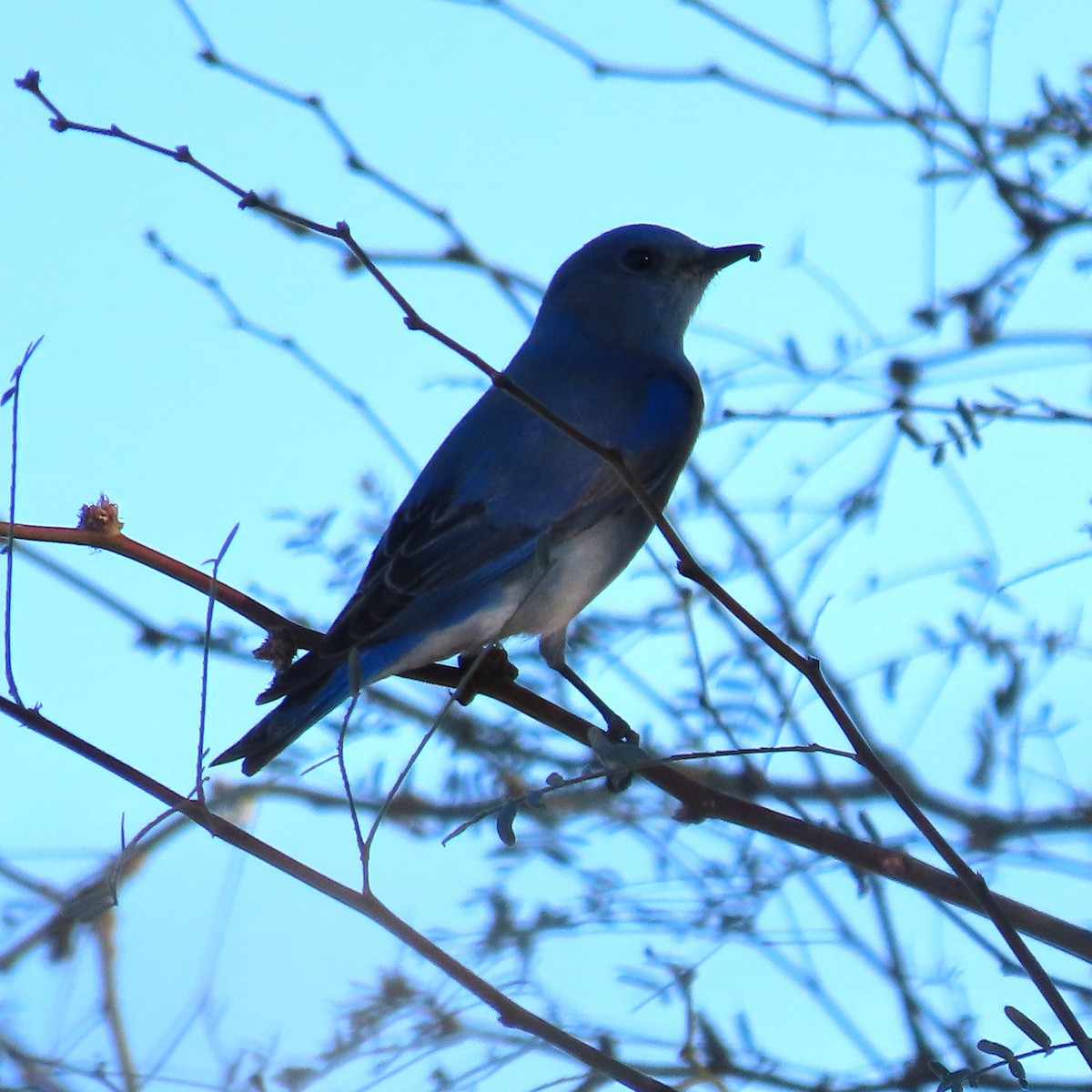 fjellblåfugl - ML649299445