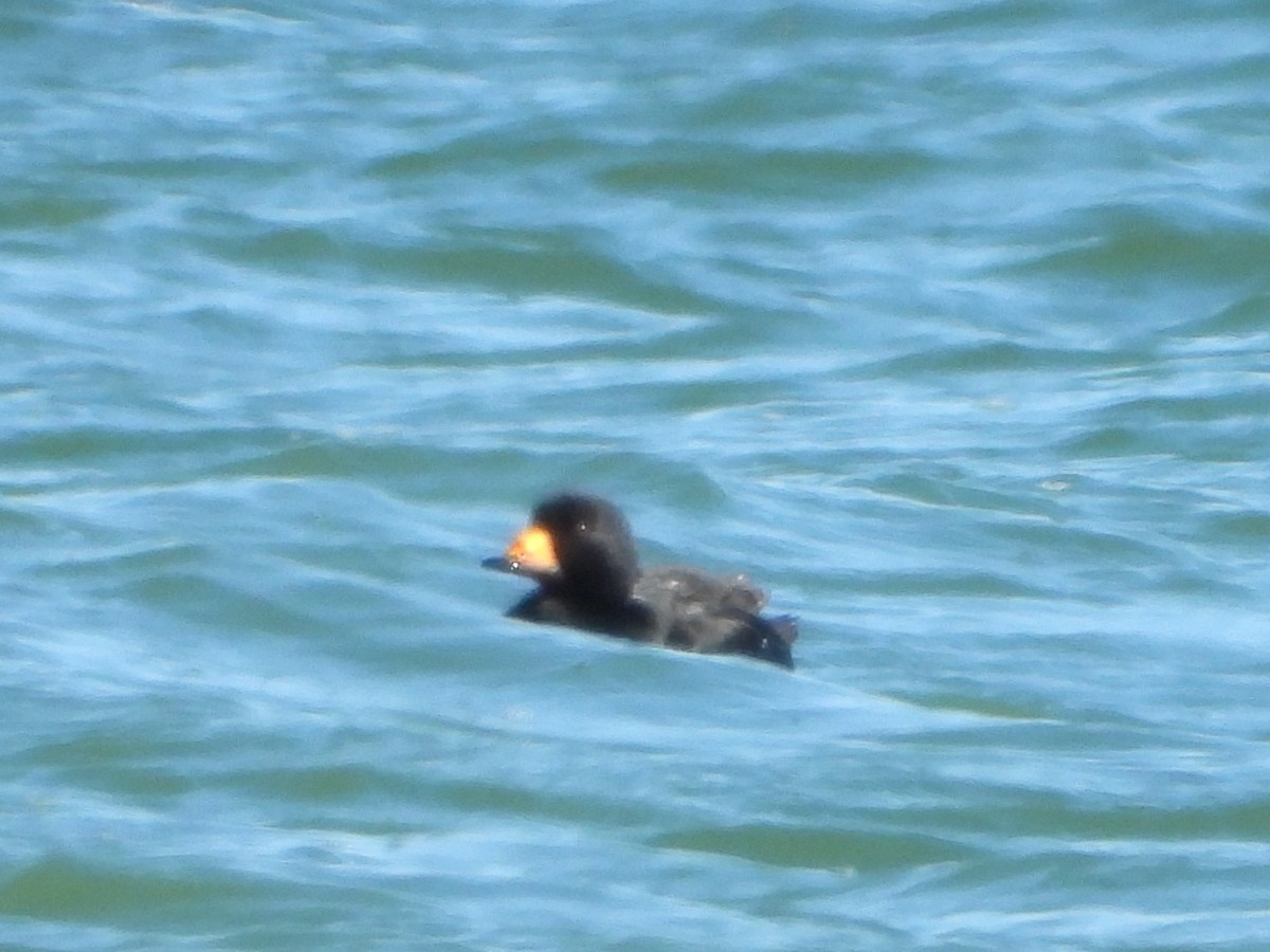 Американская синьга - ML649299456