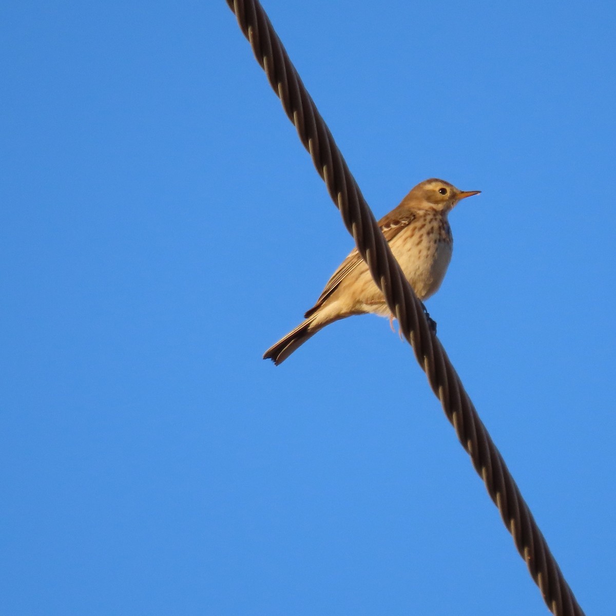 kanadapiplerke - ML649299460