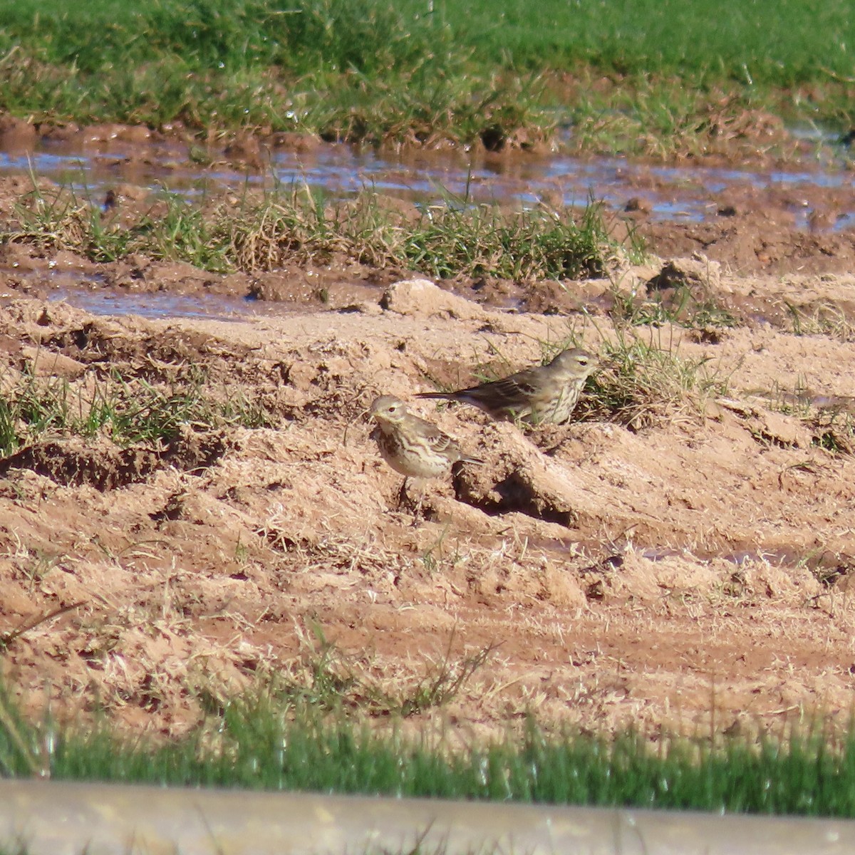 kanadapiplerke - ML649299461