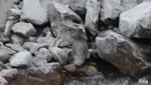 アオヤマガモ - ML649299473