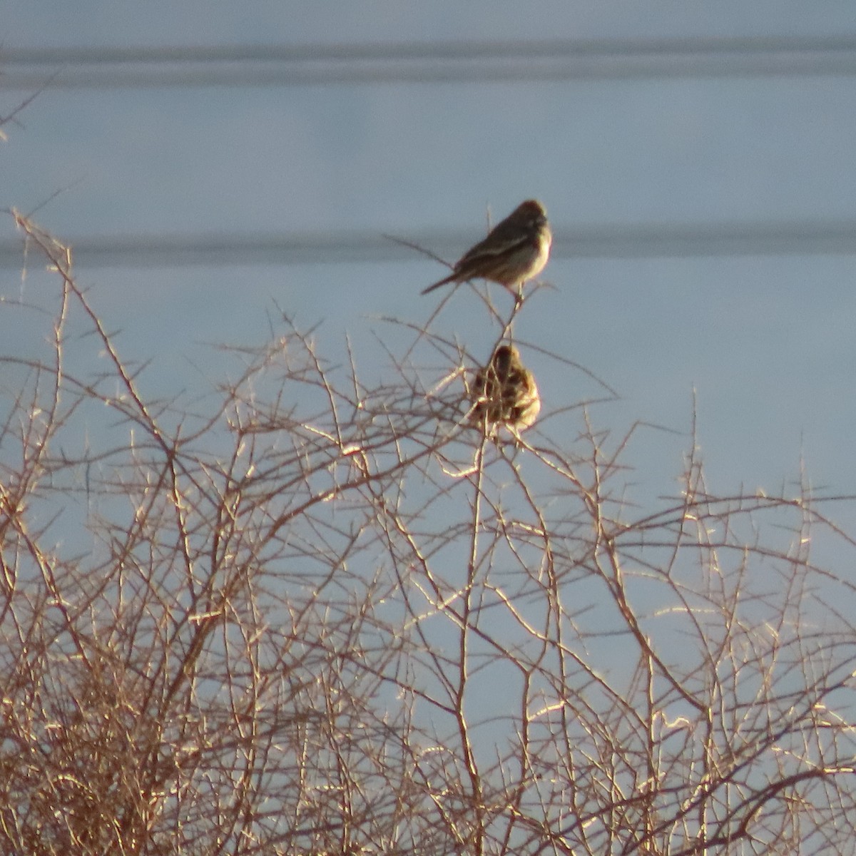 svartspurv - ML649299509