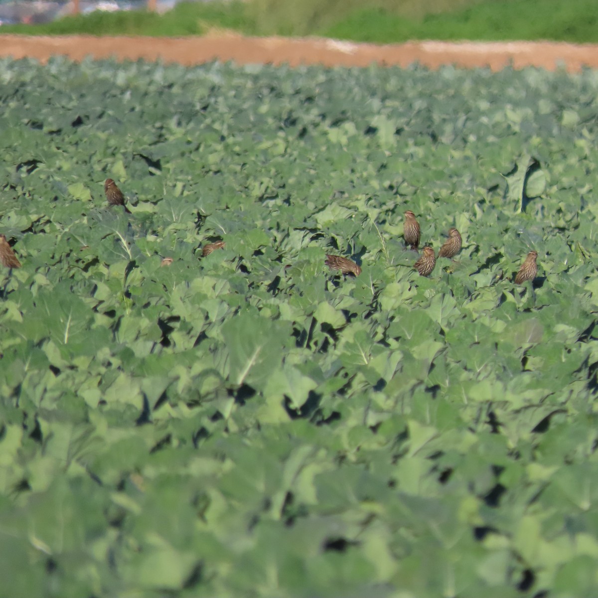 rødvingetrupial - ML649299544