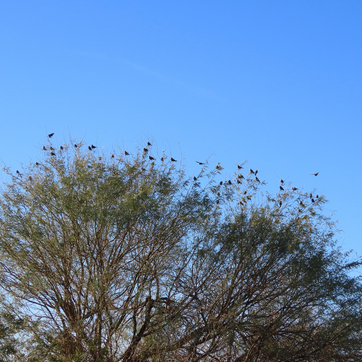 rødvingetrupial - ML649299545