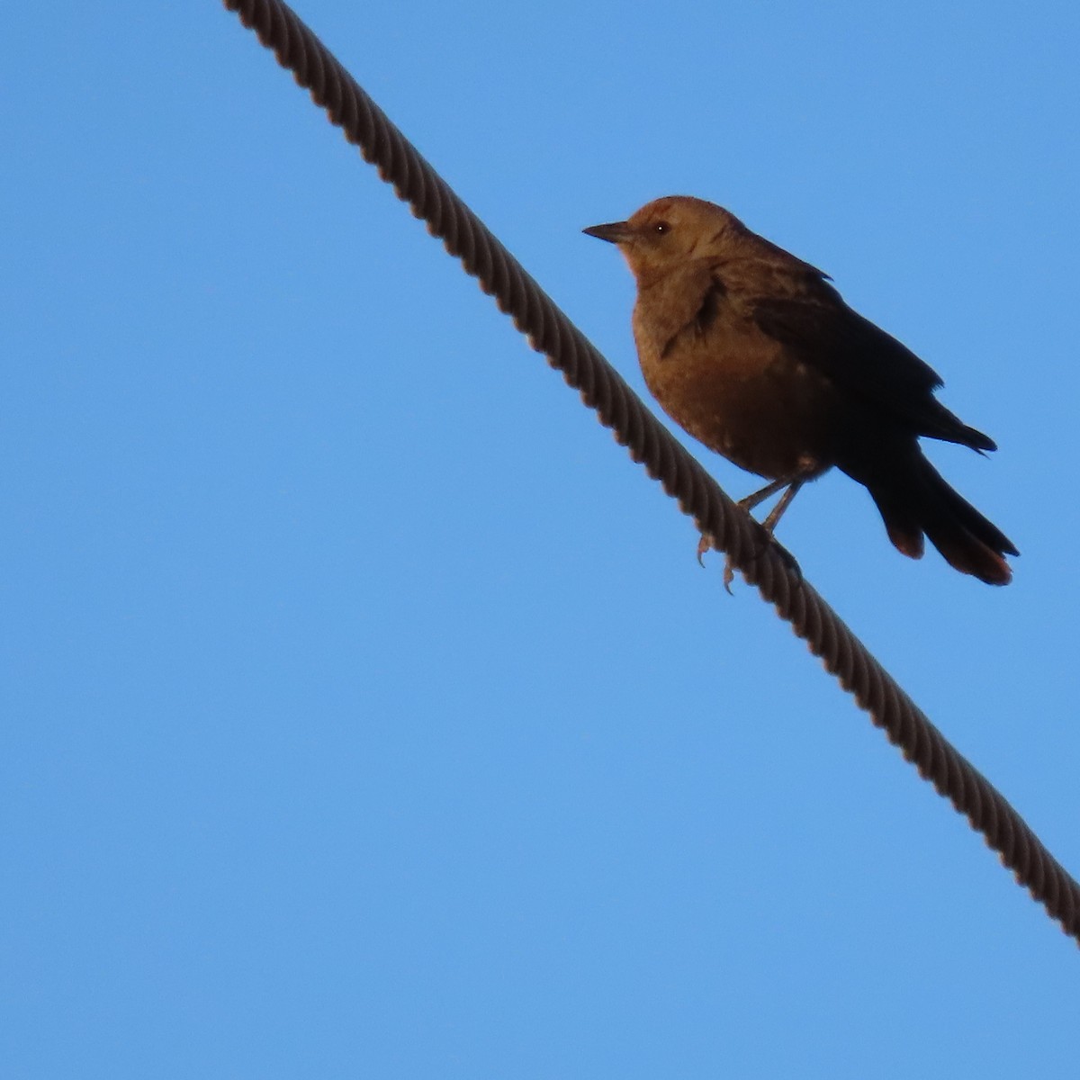 purpurhodetrupial - ML649299555