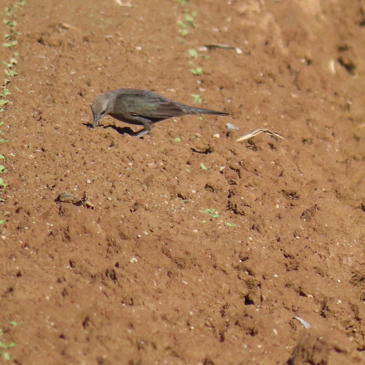 purpurhodetrupial - ML649299557