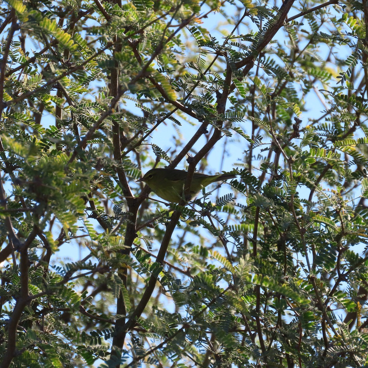 oransjekroneparula - ML649299570