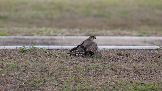 コチョウゲンボウ - ML649299603