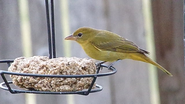 ナツフウキンチョウ - ML649299680