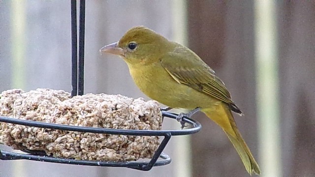 ナツフウキンチョウ - ML649299684