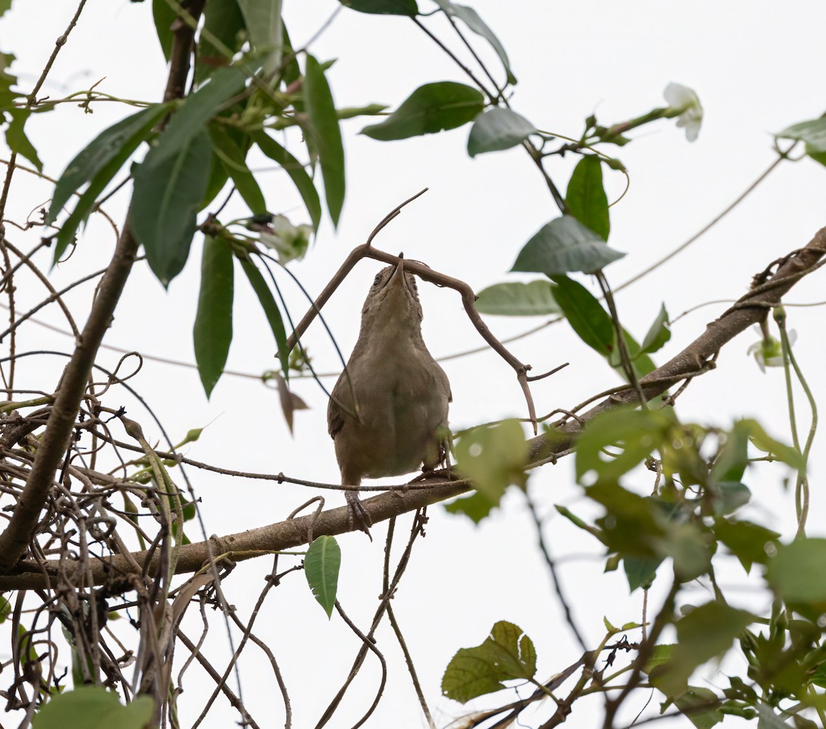 Plain Thornbird - ML649299804