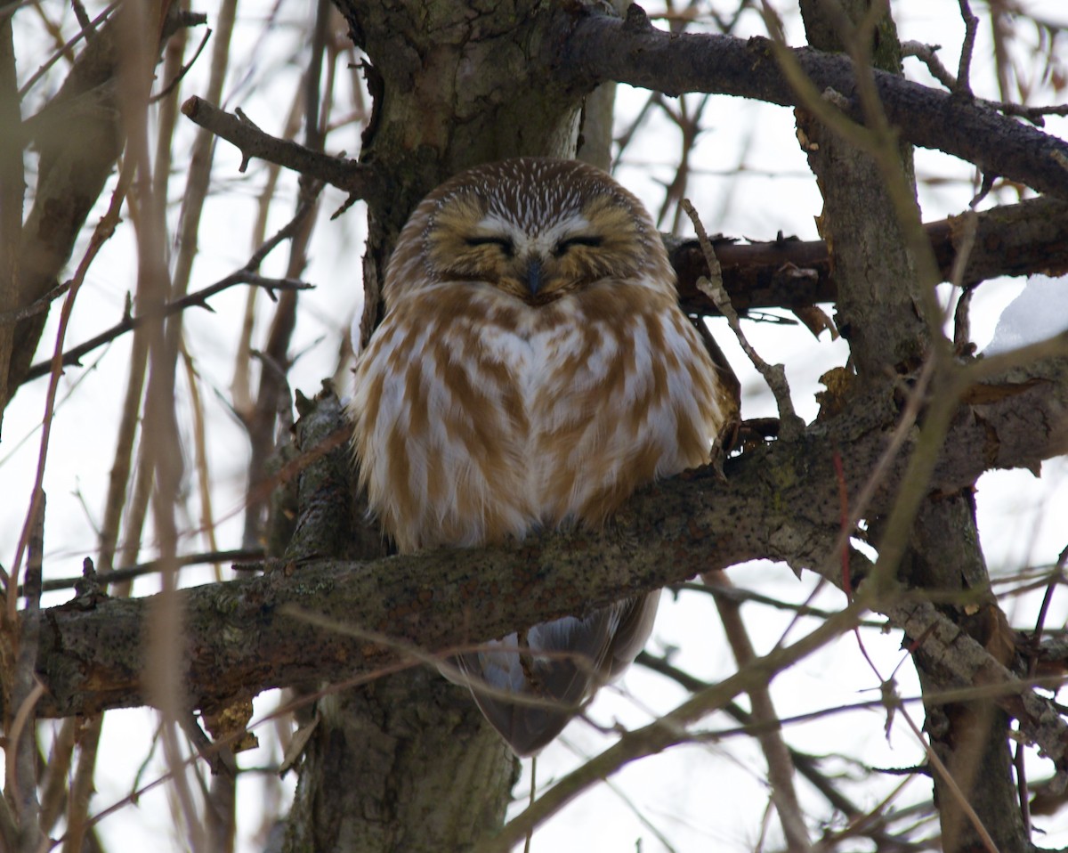 Northern Saw-whet Owl - ML649300019